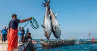 تراجع كميات الصيد في موانئ البحر المتوسط بشمال المغرب
